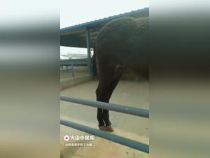 Discover the world of zoophilia and gay sex animals