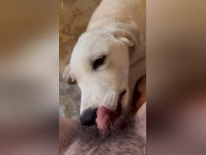 Dog Sex with My Partner: Female Orgasm