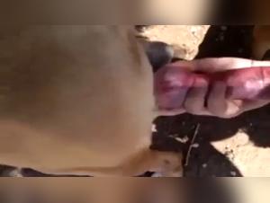 sperm sucking, dogs, and women: a forbidden pleasure revealed