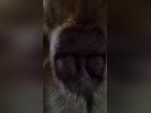 Watch this woman get fucked by a dog in this horny zoophilia video