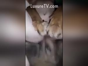 Horsecock & Petsex : Frontiers Explored