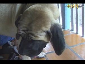 Woman and Her Canine Companion: A Forbidden Encounter