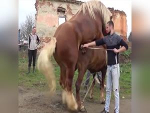 An Extreme Bestiality Experience - Sex with a Horse