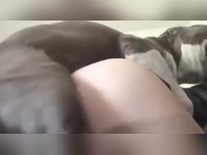 Bestial Video: Discover Bestiality