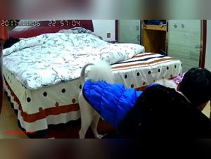 Extreme sex video with an Asian couple and their dog