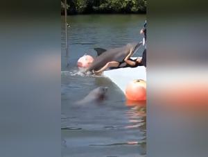 Navigating Dog Porn Laws & Controversy