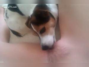 Explore the Limits of Ecstasy with Extreme Zoophilia Videos