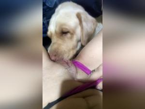 Exploración canina