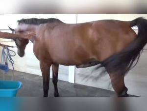 Watch this girl and horse in hardcore bestiality video