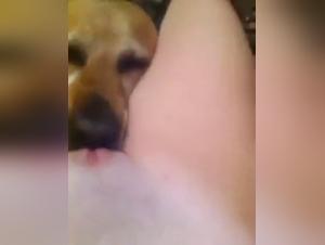 Submissive women and exhibitionists get fucked by animals