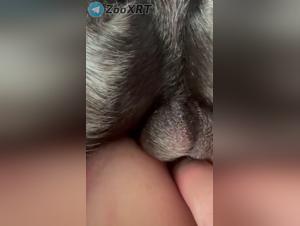 Dominazione e abiezione: il cane come un giocattolo sessuale