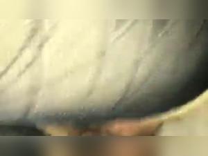 A Bestial and Exciting Experience