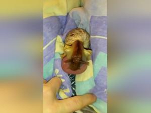 Zoophilia video with a snail: a unique experience