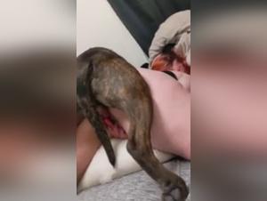 Sex with animals: A woman embraces her passion for dogs