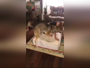 Bestiality Sex Video: An Exciting Experience