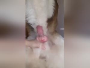 Dog Sexton - Animali Carnational Delights