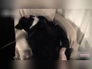 Shocking Bestiality Sex Scene: A Naughty Mom and Her Best Friend on All Fours