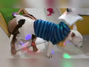 Zoophilia Video: A Latin Woman and Her Four-Legged Companion