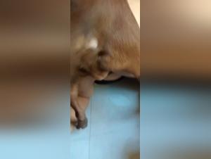 Bestiality sex video with a Latin woman and her dog