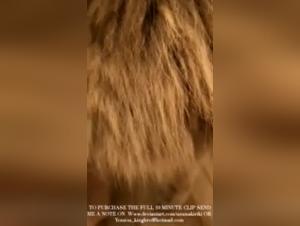 Il cane divora i piedi gonfi di sperma