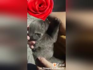 Troia e cucciolo: un'orgia tabu