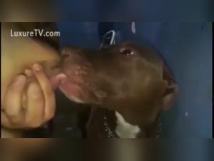 woman can't get loose from dog knot