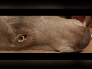 Video of Extreme Zoophilia - True Story