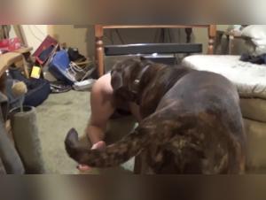 Extreme Animal Sex Videos - Hardcore Dog Fuck Clips