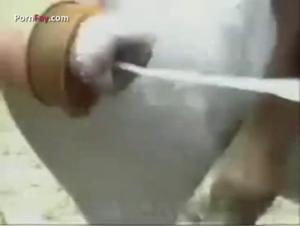 Video of bestiality with a horse