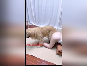 Oscenita cruda: un viaggio sessuale all'estremo con Milly e il suo cane