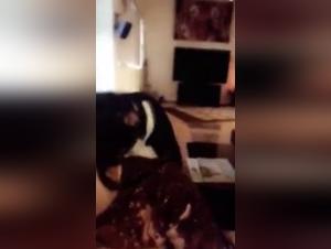 Discover the Universe of Bestiality and Dog Sex