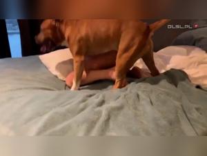 Bestiality and sex with animals videos