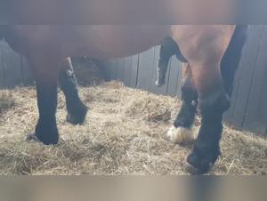 Zoophilia video: horse and woman