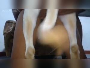 Schlampe und ihr Hund - Gluhbildexaltationen
