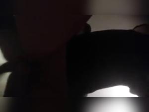 A bestial and shocking encounter