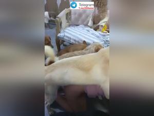 L'abisso del desiderio: seduzioni animali e orge selvagge