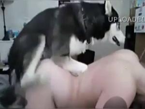 Teenage girl and husky: an unexpected encounter