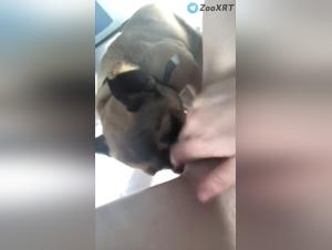 Sessioni XxX: Il desiderio brutale di Milly e del suo cane