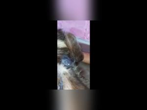 An Extreme Zoophilia Experience