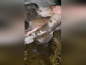 Sensory Exploration: When the Cow Offers Her Sacred Body
