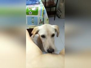 Explore our selection of bestiality and dog sex videos