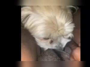 Bestiality Sex Video - Watch This Woman Have Fun With Her Dog