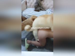 Canine submission, unleashed animal desire