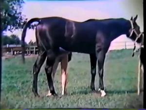 Discover the unique experience of this film featuring a man, a woman and a horse