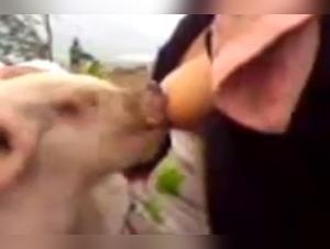 Discover the Art of Zoophilia with this Woman and her Piglet