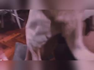 Hottest animal fuck videos with a slut from zooskoolvideos