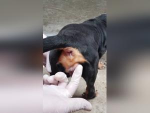 An animal sex video not to be missed