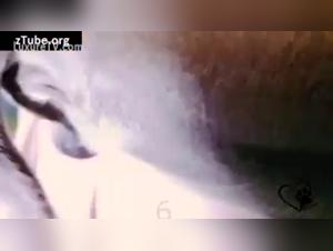 Dog Sex Video - An Extreme Experience