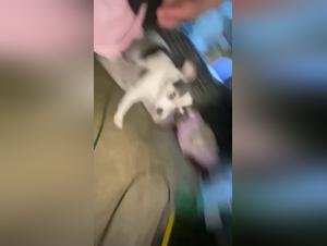 Extreme Bestialita: un MILF abbandona il desiderio canino