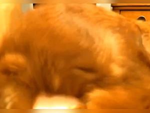 beastiality cartoons